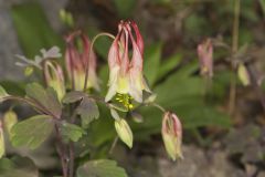 Wild Columbine, Aquilegia canadensis