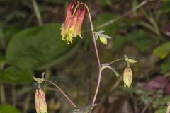 Wild Columbine, Aquilegia canadensis