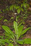 Wild Comfrey, Cynoglossum virginianum