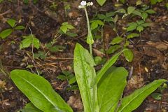 Wild Comfrey