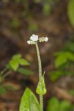 Wild Comfrey, Cynoglossum virginianum