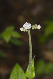 Wild Comfrey, Cynoglossum virginianum