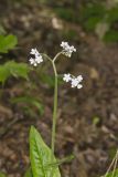Wild Comfrey, Cynoglossum virginianum