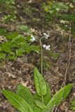 Wild Comfrey, Cynoglossum virginianum
