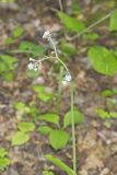 Wild Comfrey, Cynoglossum virginianum