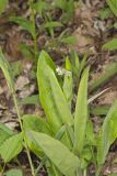 Wild Comfrey, Cynoglossum virginianum