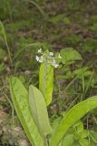 Wild Comfrey, Cynoglossum virginianum