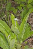 Wild Comfrey, Cynoglossum virginianum