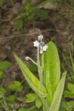 Wild Comfrey, Cynoglossum virginianum