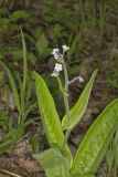 Wild Comfrey, Cynoglossum virginianum