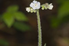 Wild Comfrey, Cynoglossum virginianum