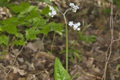 Wild Comfrey, Cynoglossum virginianum