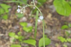 Wild Comfrey, Cynoglossum virginianum