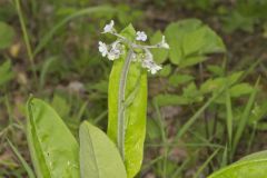 Wild Comfrey, Cynoglossum virginianum