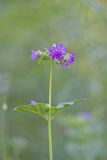Wild Four O'Clock, Mirabilis nyctaginea