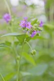 Wild Four O'Clock, Mirabilis nyctaginea