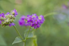 Wild Four O'Clock, Mirabilis nyctaginea