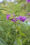 Wild Four O'Clock, Mirabilis nyctaginea