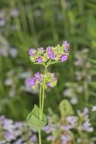 Wild Four O'Clock, Mirabilis nyctaginea