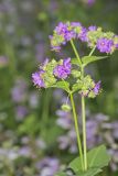 Wild Four O'Clock, Mirabilis nyctaginea