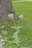 Wild Four O'Clock, Mirabilis nyctaginea