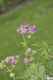Wild Four O'Clock, Mirabilis nyctaginea