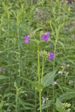 Wild Four O'Clock, Mirabilis nyctaginea