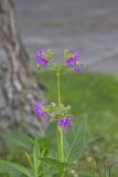 Wild Four O'Clock, Mirabilis nyctaginea