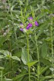 Wild Four O'Clock, Mirabilis nyctaginea