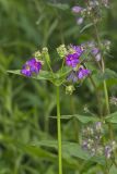 Wild Four O'Clock, Mirabilis nyctaginea