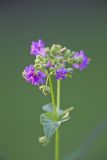 Wild Four O'Clock, Mirabilis nyctaginea