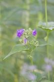 Wild Four O'Clock, Mirabilis nyctaginea