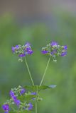Wild Four O'Clock, Mirabilis nyctaginea
