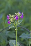 Wild Four O'Clock, Mirabilis nyctaginea