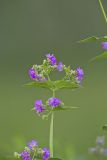 Wild Four O'Clock, Mirabilis nyctaginea