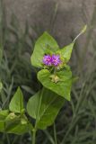 Wild Four O'Clock, Mirabilis nyctaginea