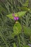 Wild Four O'Clock, Mirabilis nyctaginea