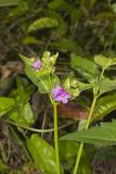 Wild Four O'Clock, Mirabilis nyctaginea