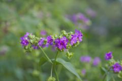 Wild Four O'Clock, Mirabilis nyctaginea