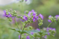 Wild Four O'Clock, Mirabilis nyctaginea