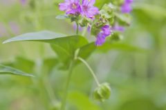 Wild Four O'Clock, Mirabilis nyctaginea