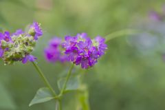 Wild Four O'Clock, Mirabilis nyctaginea