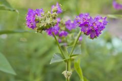 Wild Four O'Clock, Mirabilis nyctaginea