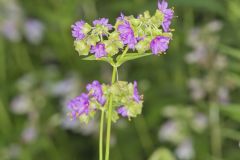 Wild Four O'Clock, Mirabilis nyctaginea