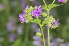 Wild Four O'Clock, Mirabilis nyctaginea