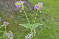 Wild Four O'Clock, Mirabilis nyctaginea
