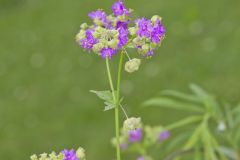 Wild Four O'Clock, Mirabilis nyctaginea
