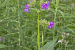Wild Four O'Clock, Mirabilis nyctaginea