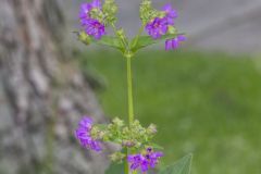 Wild Four O'Clock, Mirabilis nyctaginea