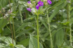 Wild Four O'Clock, Mirabilis nyctaginea
